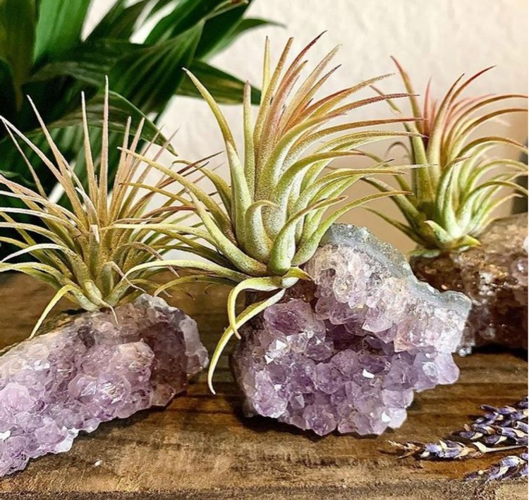 Amethyst Intuition Crystal & Live Air Plant