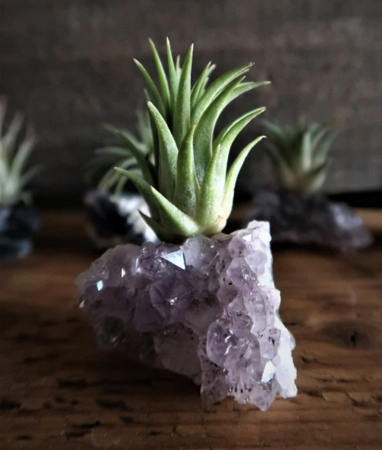 Amethyst Intuition Crystal & Live Air Plant